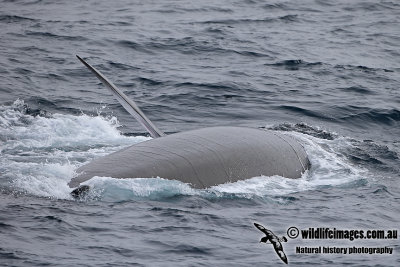 Fin Whale a6334.jpg