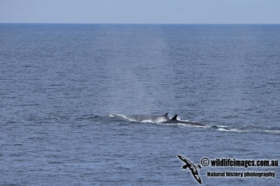 Fin Whale a8530.jpg