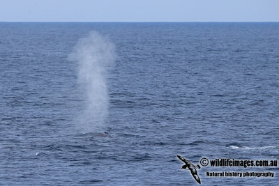 Fin Whale a8536.jpg
