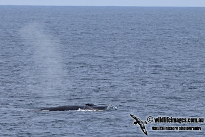 Fin Whale a8553.jpg