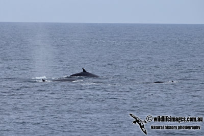 Fin Whale a8555.jpg