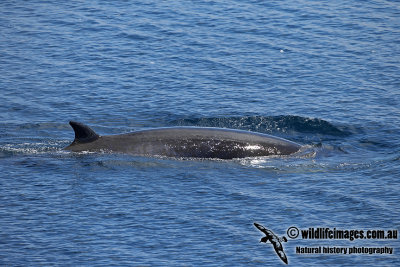 Fin Whale a9038.jpg