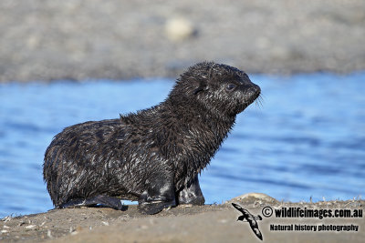 Antarctic_Fur_Seal_a6833.jpg