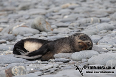 Antarctic_Fur_Seal_a7015.jpg