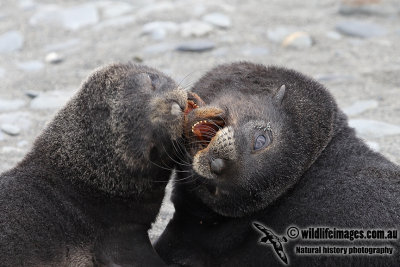 Antarctic_Fur_Seal_a7028.jpg