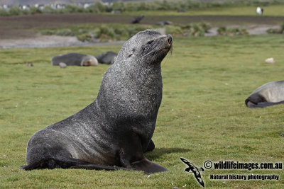 Antarctic_Fur_Seal_a7073.jpg