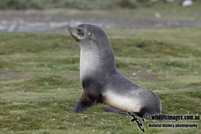 Antarctic_Fur_Seal_a7098.jpg