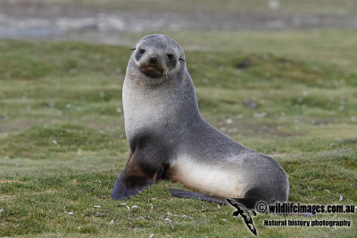 Antarctic_Fur_Seal_a7104.jpg