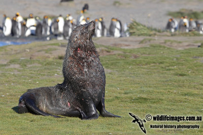 Antarctic_Fur_Seal_a7327.jpg