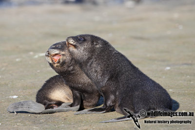 Antarctic_Fur_Seal_a7362.jpg