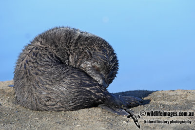 Antarctic_Fur_Seal_a7442.jpg