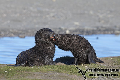 Antarctic_Fur_Seal_a7476.jpg