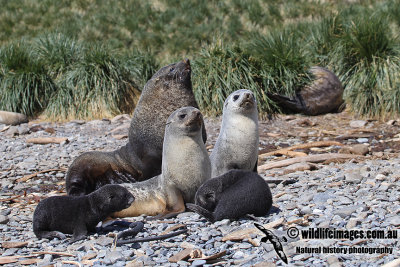 Antarctic_Fur_Seal_a7717.jpg