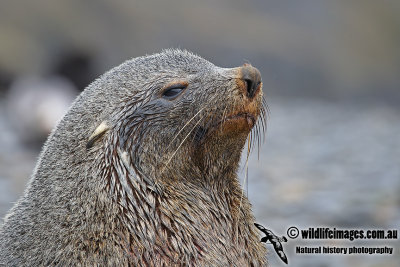 Antarctic_Fur_Seal_a7878.jpg