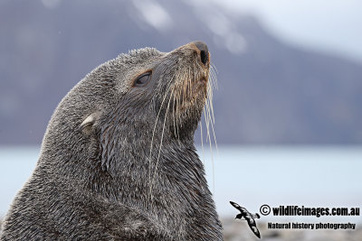 Antarctic_Fur_Seal_a7974.jpg