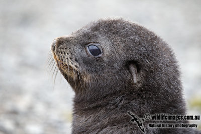 Antarctic_Fur_Seal_a8048.jpg