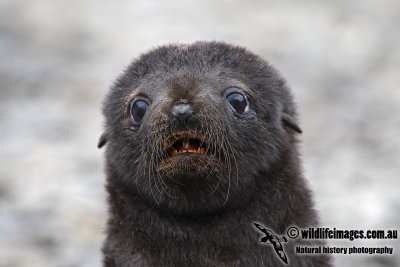 Antarctic_Fur_Seal_a8077.jpg