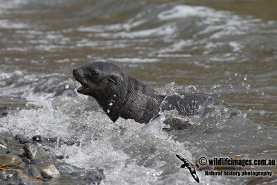 Antarctic_Fur_Seal_a8825.jpg