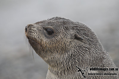 Antarctic_Fur_Seal_a8890.jpg