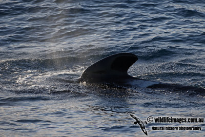 Long-finned Pilot Whale a6001.jpg