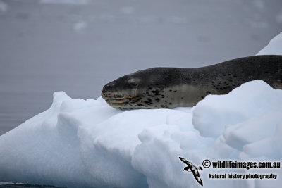 Leopard Seal a0172.jpg