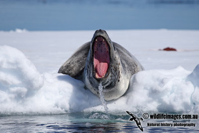 Leopard Seal a1515.jpg