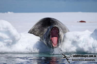 Leopard Seal a1516.jpg