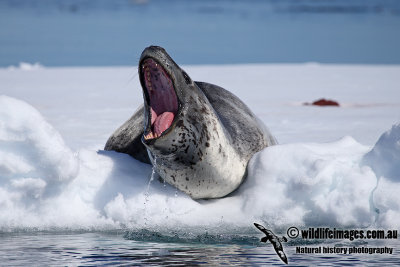 Leopard Seal