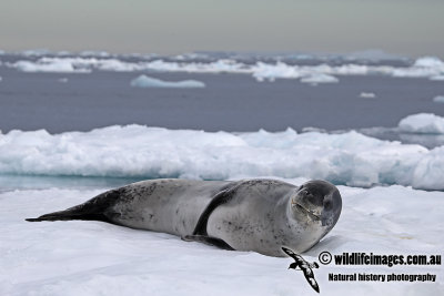 Leopard Seal a8398.jpg