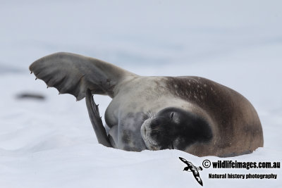 Weddell Seal a3918.jpg