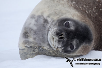 Weddell Seal a3943.jpg