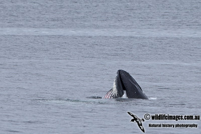 Humpback Whale a1493.jpg