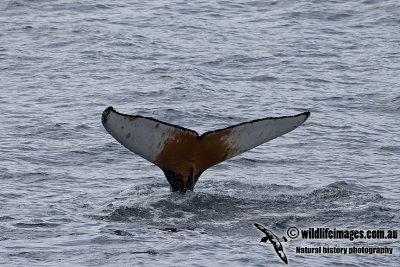 Humpback Whale a6890.jpg