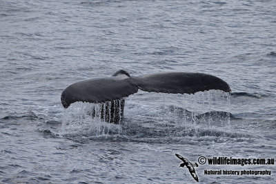 Humpback Whale a6896.jpg