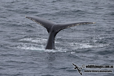 Humpback Whale a9066.jpg