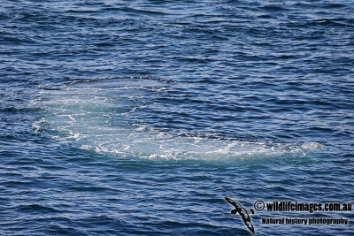 Humpback Whale a9136.jpg