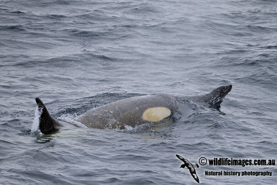 Killer Whale a6245.jpg