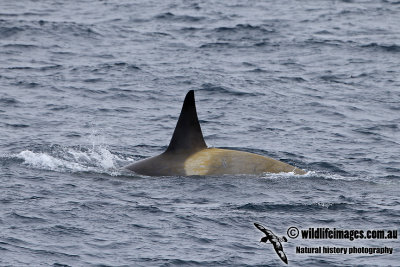 Killer Whale a6308.jpg