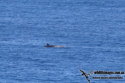 Strap-toothed Beaked Whale a6708.jpg