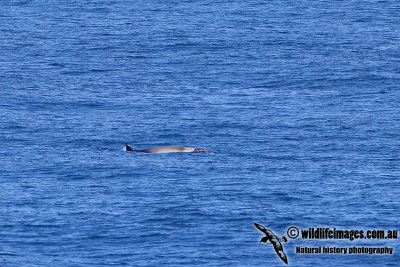 Strap-toothed Beaked Whale a6720.jpg