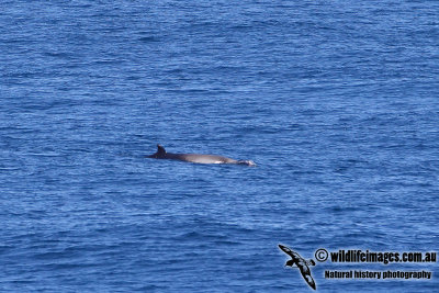 Strap-toothed Beaked Whale a6721.jpg