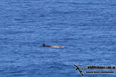 Strap-toothed Beaked Whale a6722.jpg
