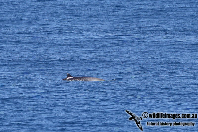 Strap-toothed Beaked Whale a6736.jpg