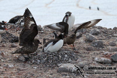 Southern Skua a1027.jpg