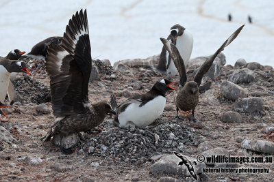 Southern Skua a1028.jpg