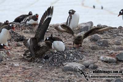 Southern Skua a1029.jpg