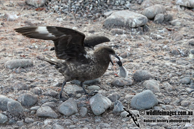 Southern Skua a1036.jpg