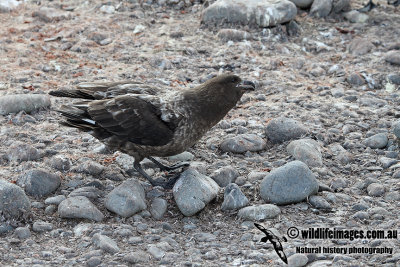 Southern Skua a1040.jpg