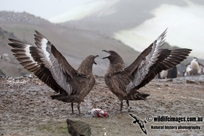 Southern Skua a3779.jpg