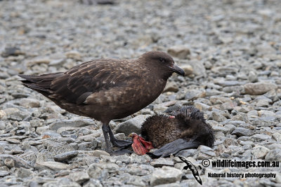 Southern Skua a8009.jpg